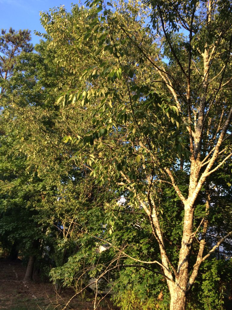 blackgum tupelo scientific name is Nyssa sylvatica – ChasingTrees